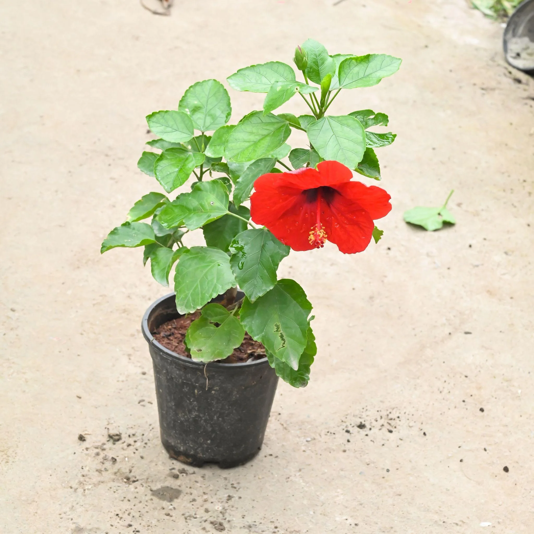 Sembaruthi Nattu